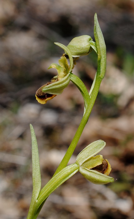 Ophrys?
