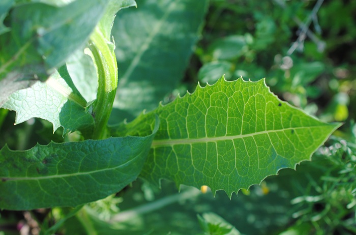 Klasea flavescens