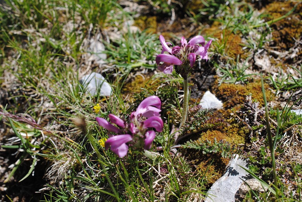 Pedicularis elegans