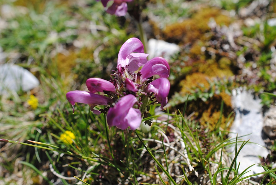 Pedicularis elegans