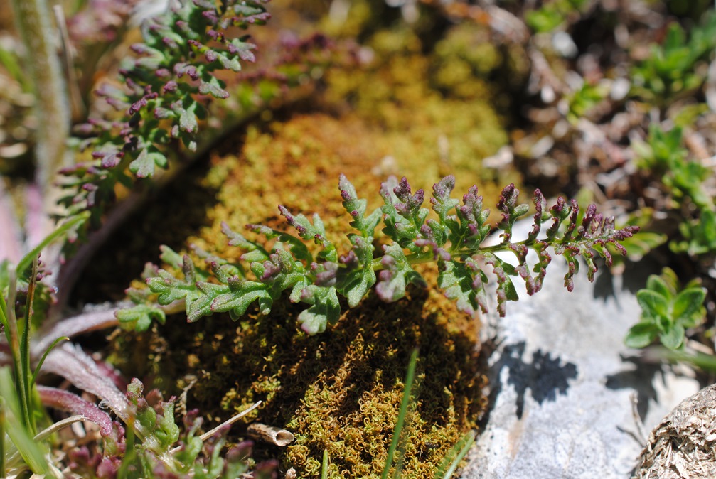 Pedicularis elegans