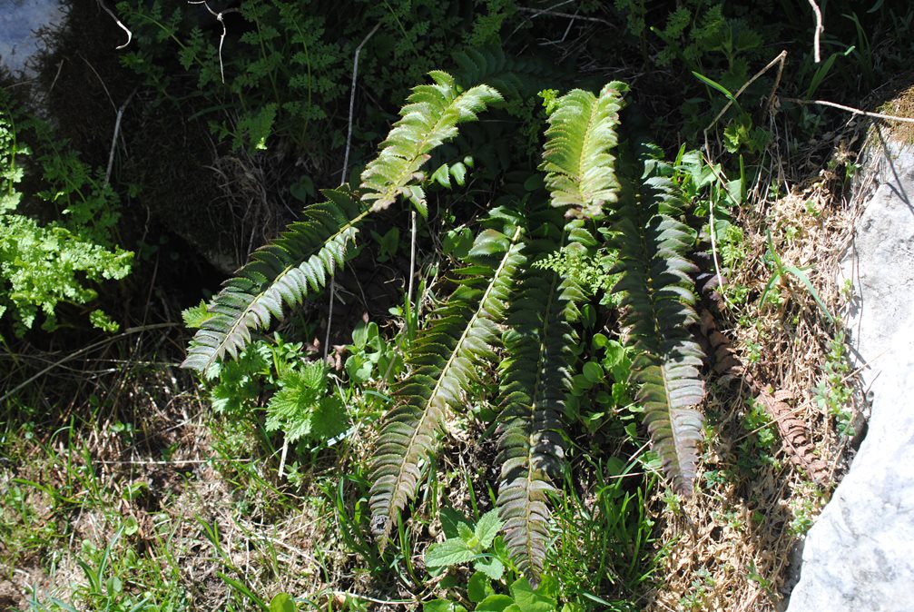 Polystichum lonchitis / Felce lonchite