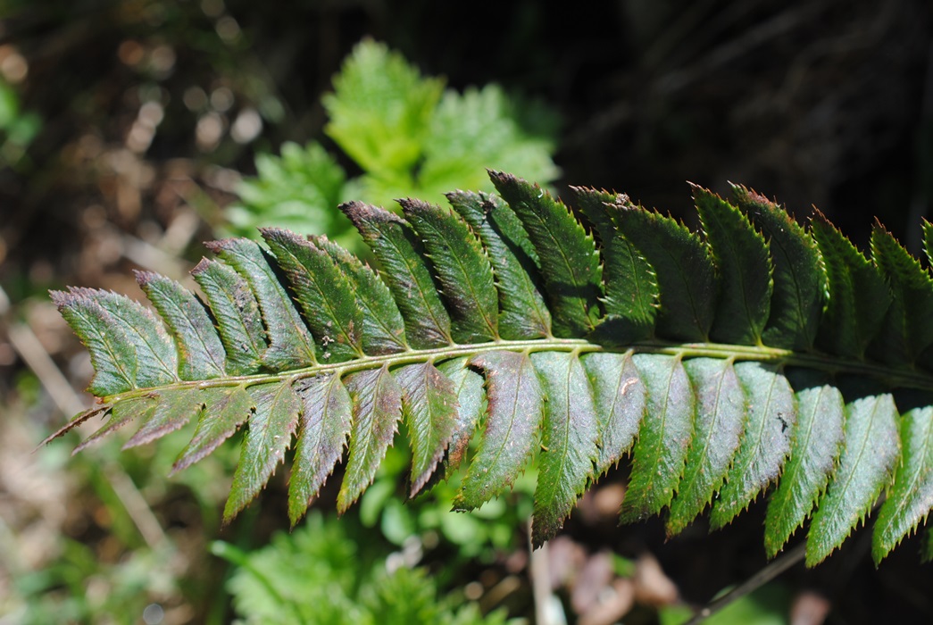 Polystichum lonchitis / Felce lonchite