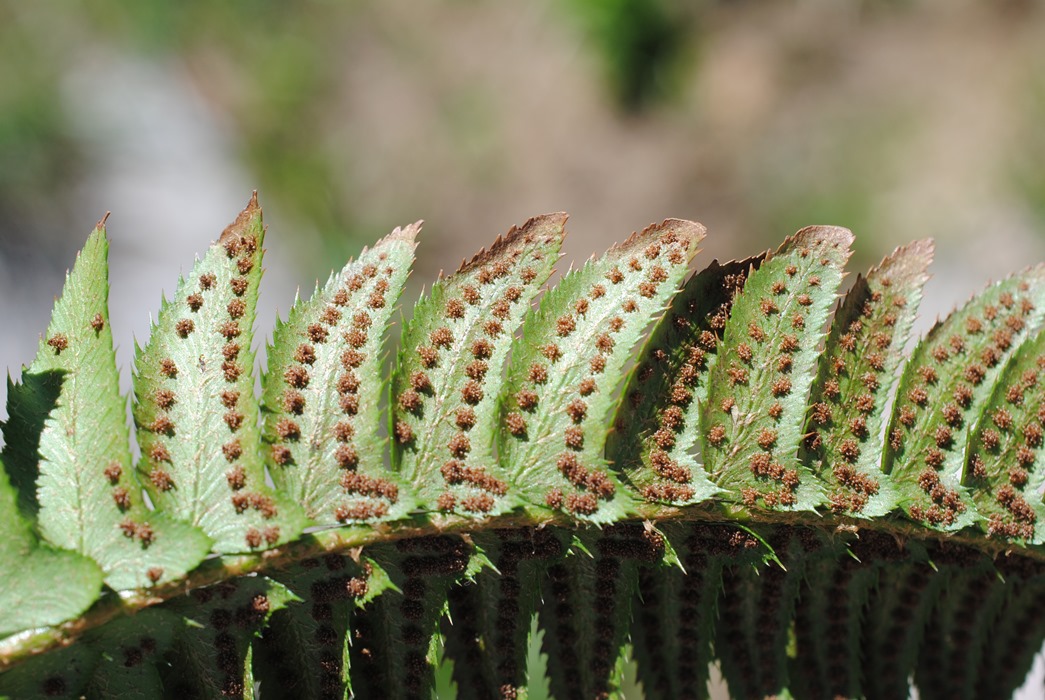 Polystichum lonchitis / Felce lonchite