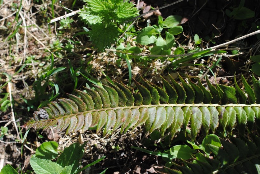 Polystichum lonchitis / Felce lonchite