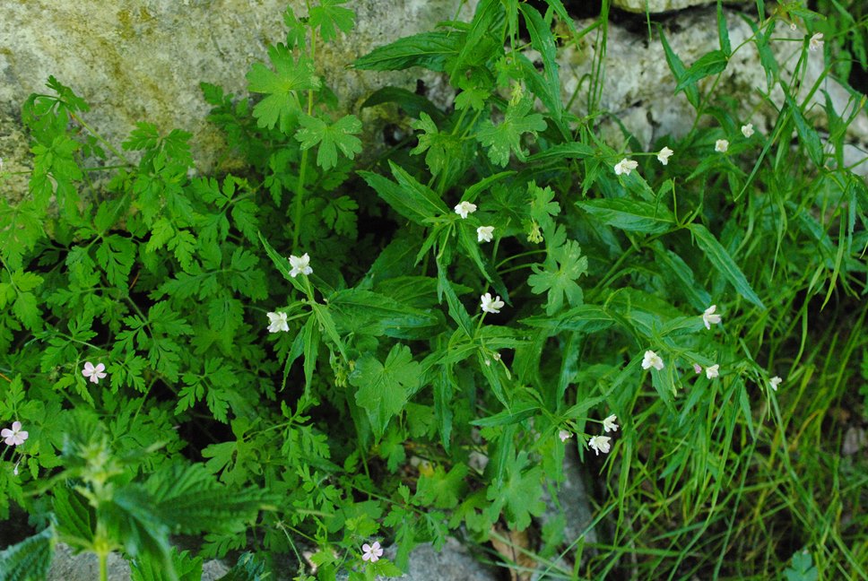 Epilobium montanum