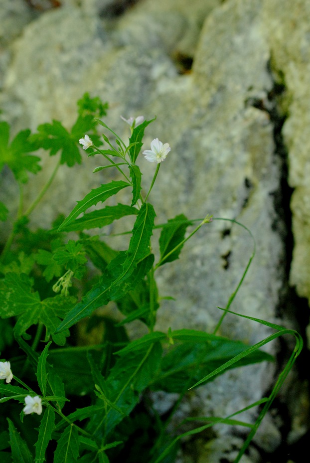 Epilobium montanum