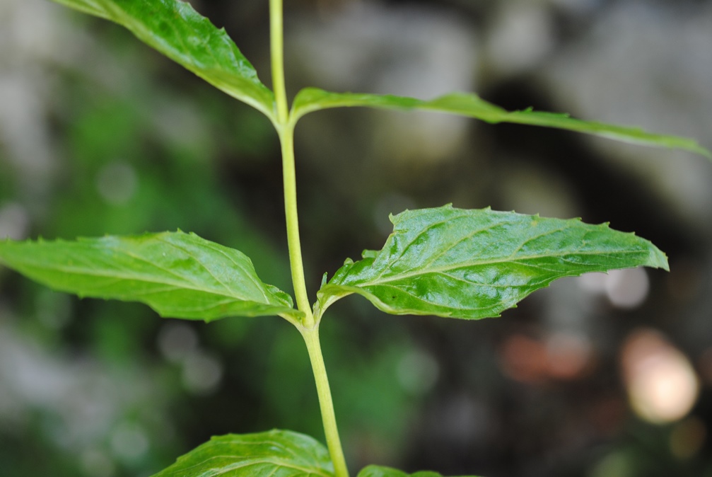 Epilobium montanum