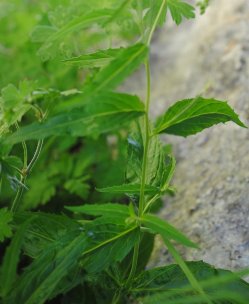 Epilobium montanum