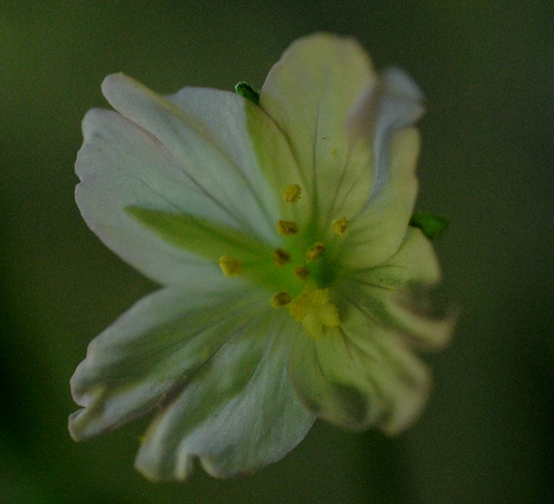 Epilobium montanum