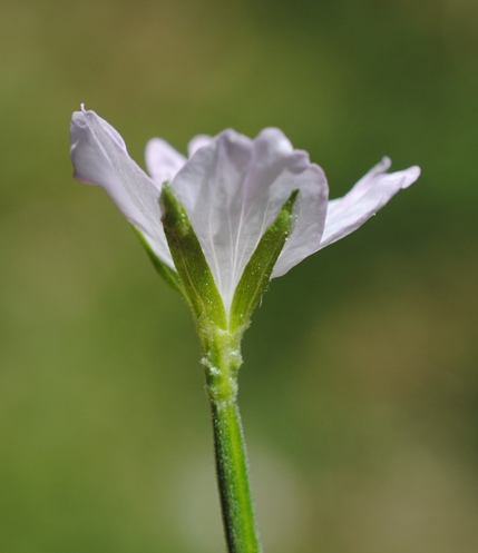 Epilobium montanum