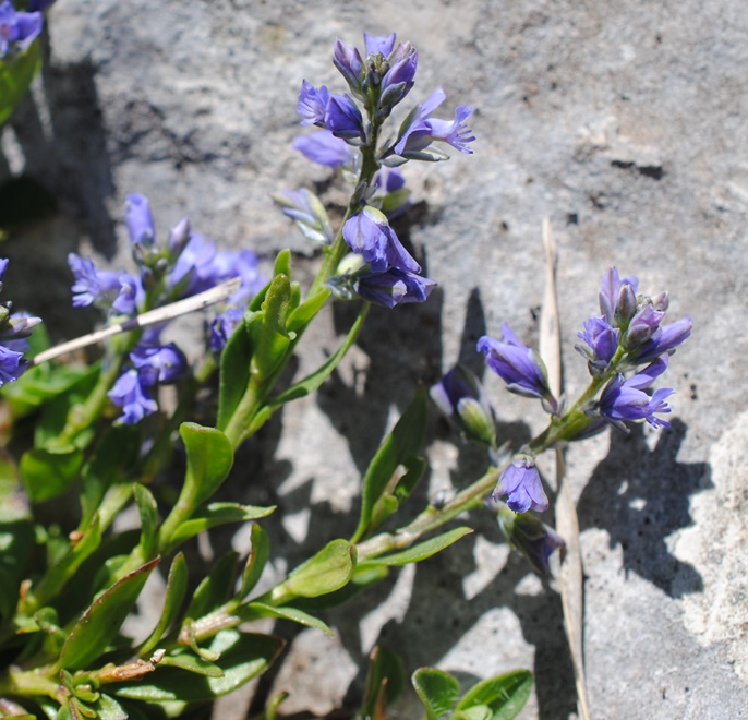 Polygala?  S�, Polygala cfr. alpestris