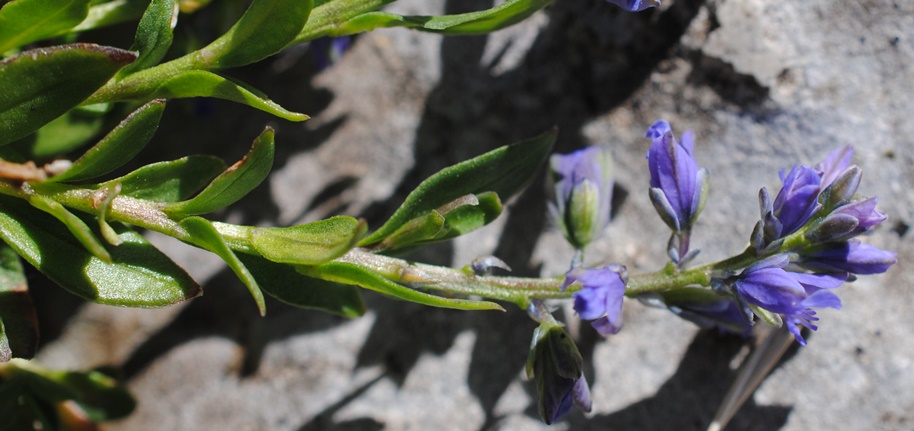 Polygala?  S�, Polygala cfr. alpestris