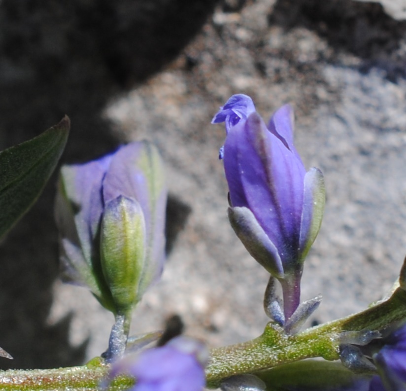 Polygala?  S�, Polygala cfr. alpestris