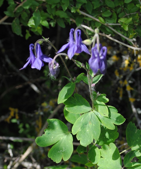 Aquilegia vulgaris?... Aquilegia sp.