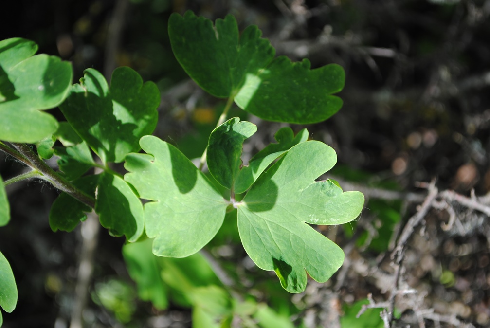 Aquilegia vulgaris?... Aquilegia sp.