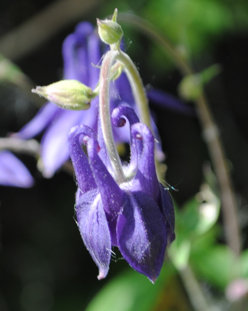 Aquilegia vulgaris?... Aquilegia sp.