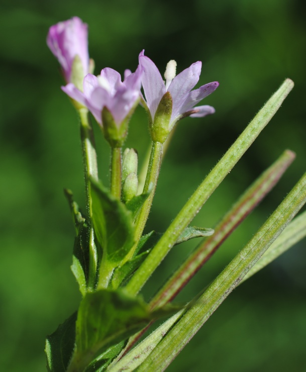 Epilobium?  S�, Epilobium tetragonum