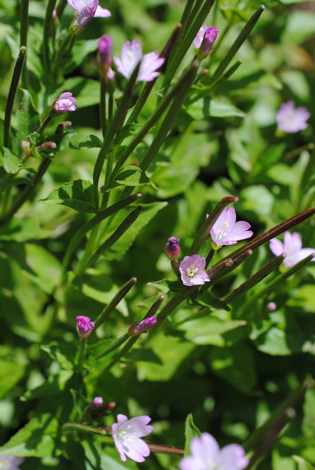 Epilobium?  S�, Epilobium tetragonum