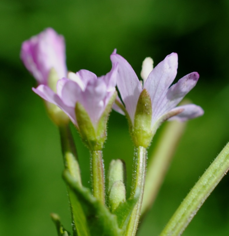 Epilobium?  S�, Epilobium tetragonum