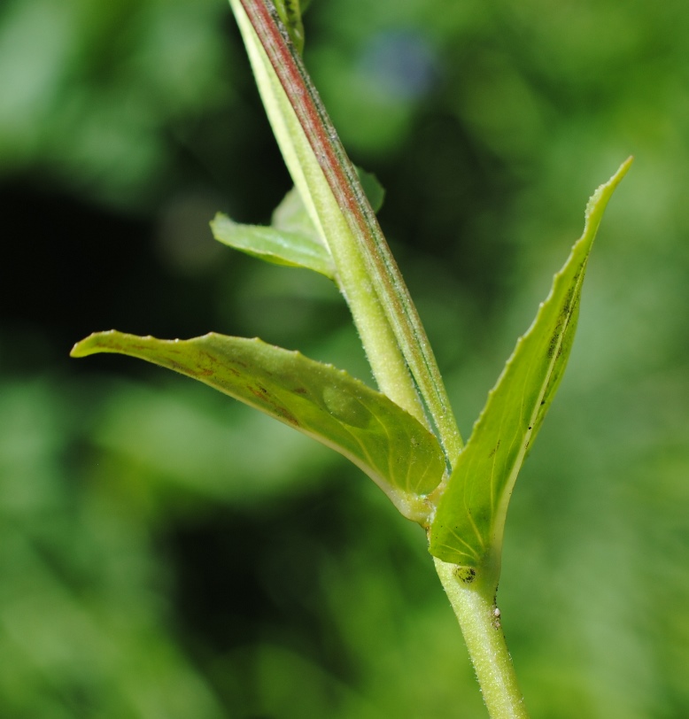 Epilobium?  S�, Epilobium tetragonum