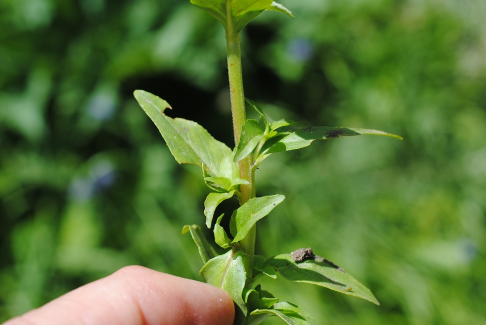 Epilobium?  S�, Epilobium tetragonum