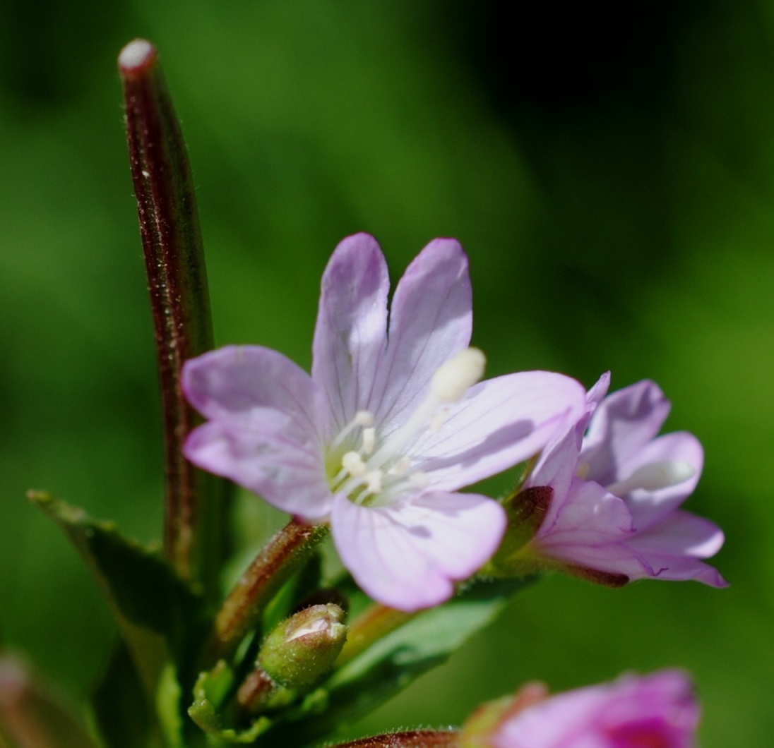 Epilobium?  S�, Epilobium tetragonum