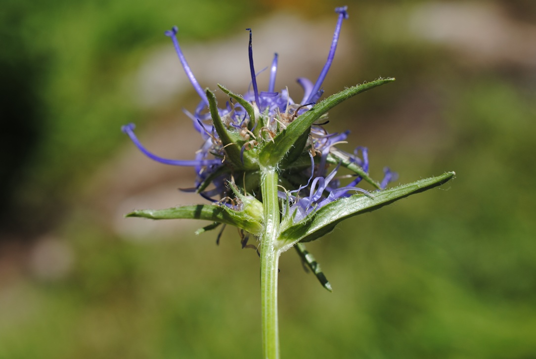 Phyteuma orbiculare?