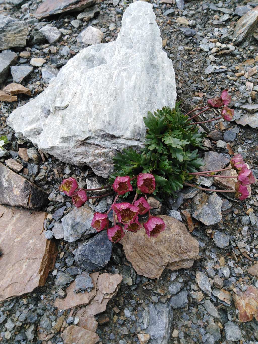 Ranunculus glacialis