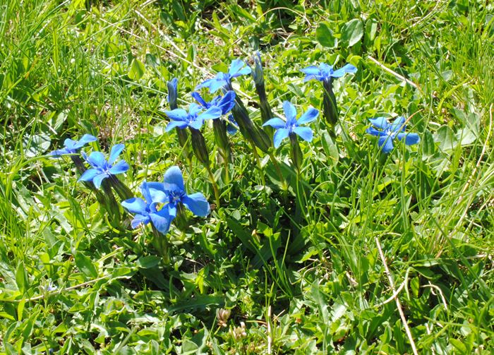 Gentiana verna?  S !