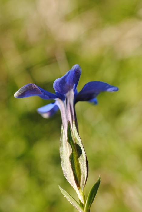 Gentiana verna?  S !