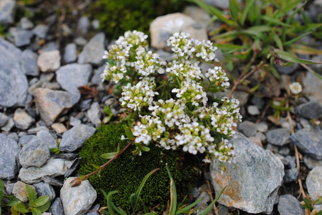 Piccola Brassicacea?