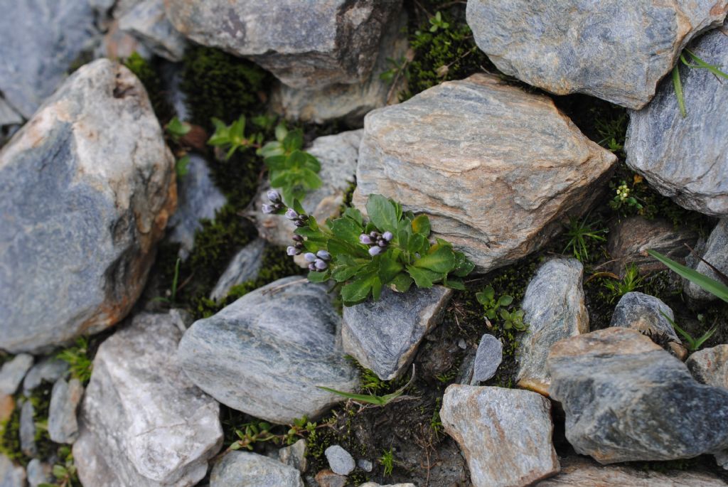 Arabis caerulea