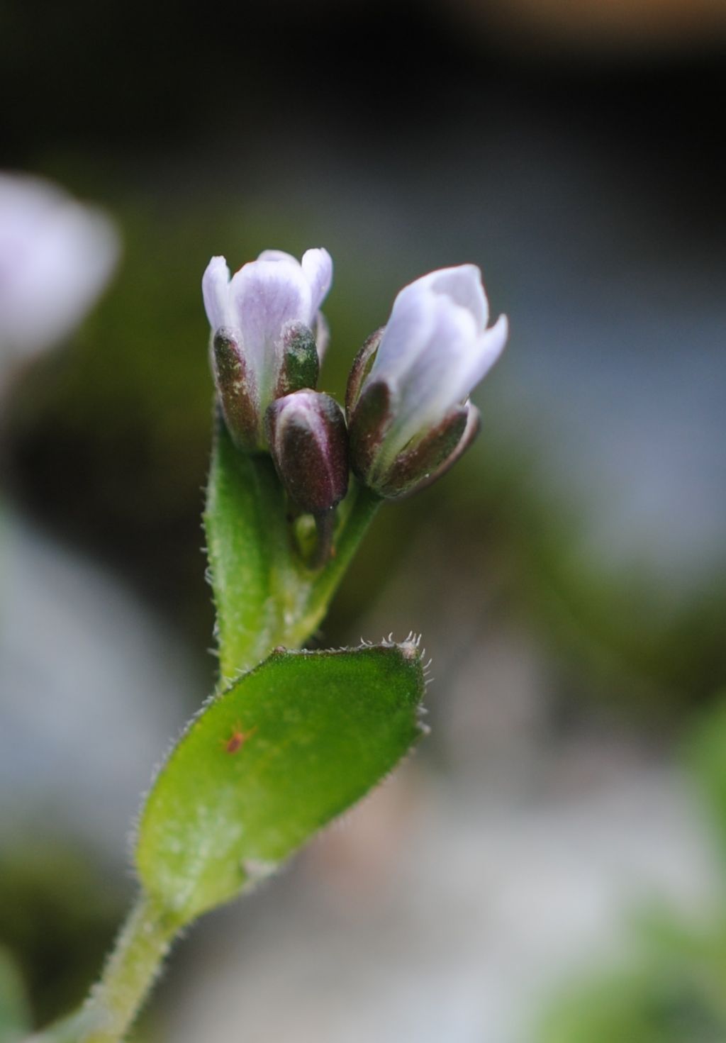 Arabis caerulea