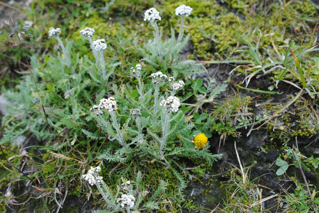 Achillea nana / Millefoglio nano