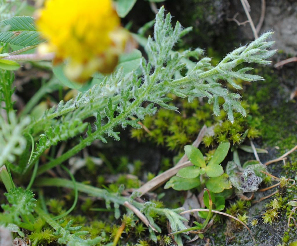 Achillea nana / Millefoglio nano