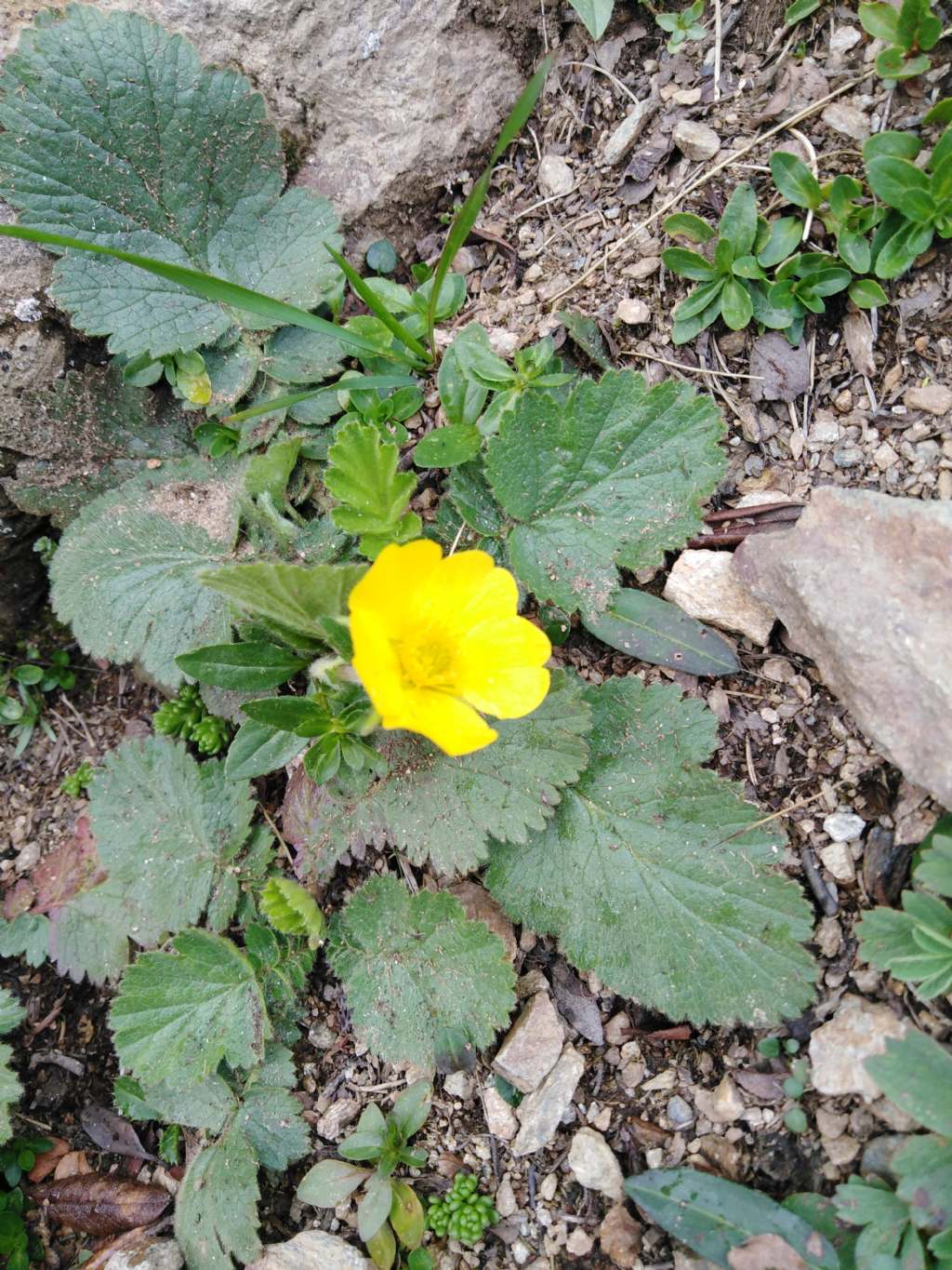 Geum montanum? S !