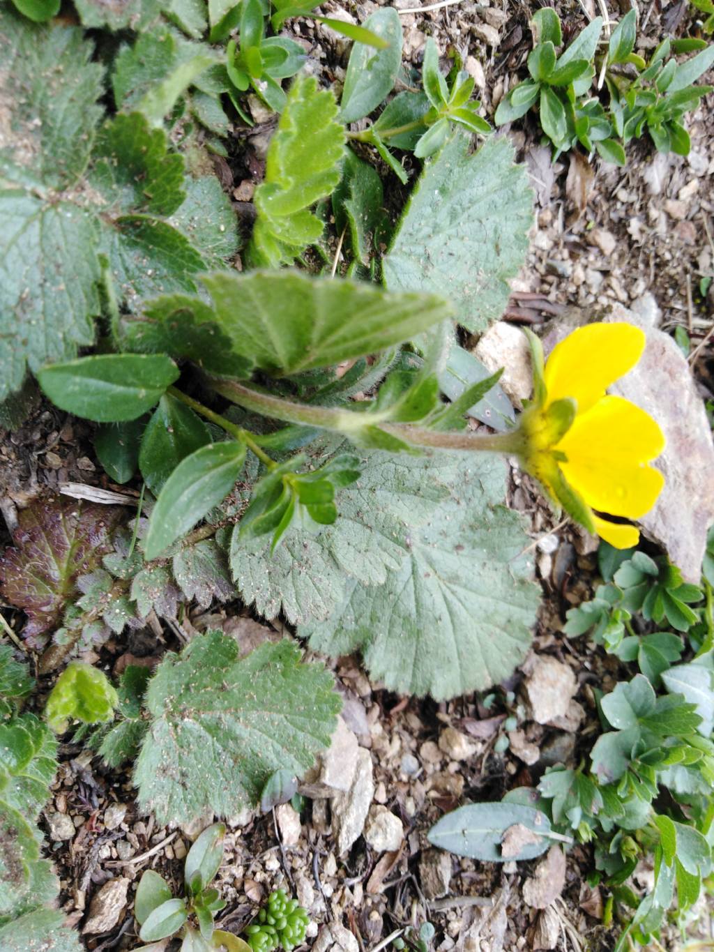 Geum montanum? S !