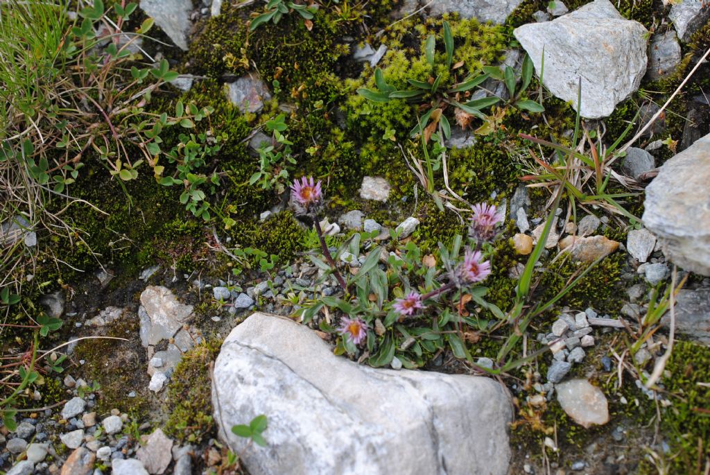 Erigeron uniflorus L. (Asteraceae)
