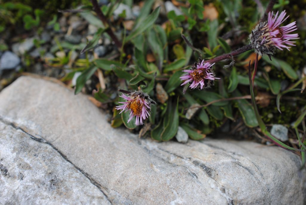 Erigeron uniflorus L. (Asteraceae)