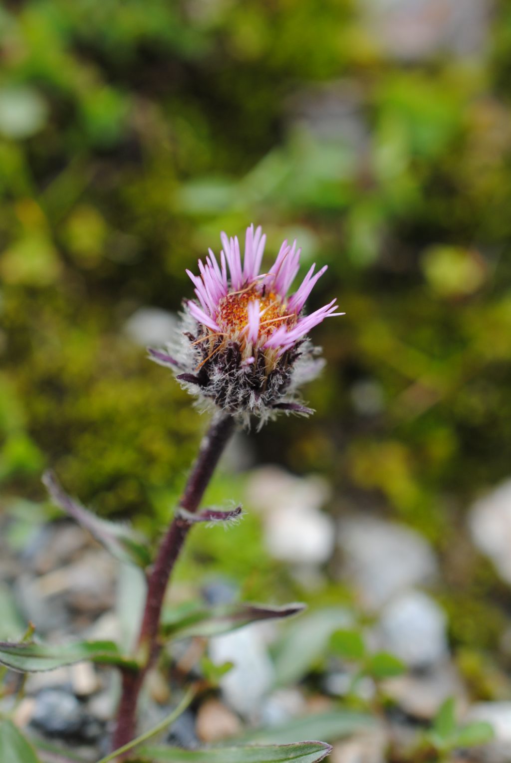 Erigeron uniflorus L. (Asteraceae)