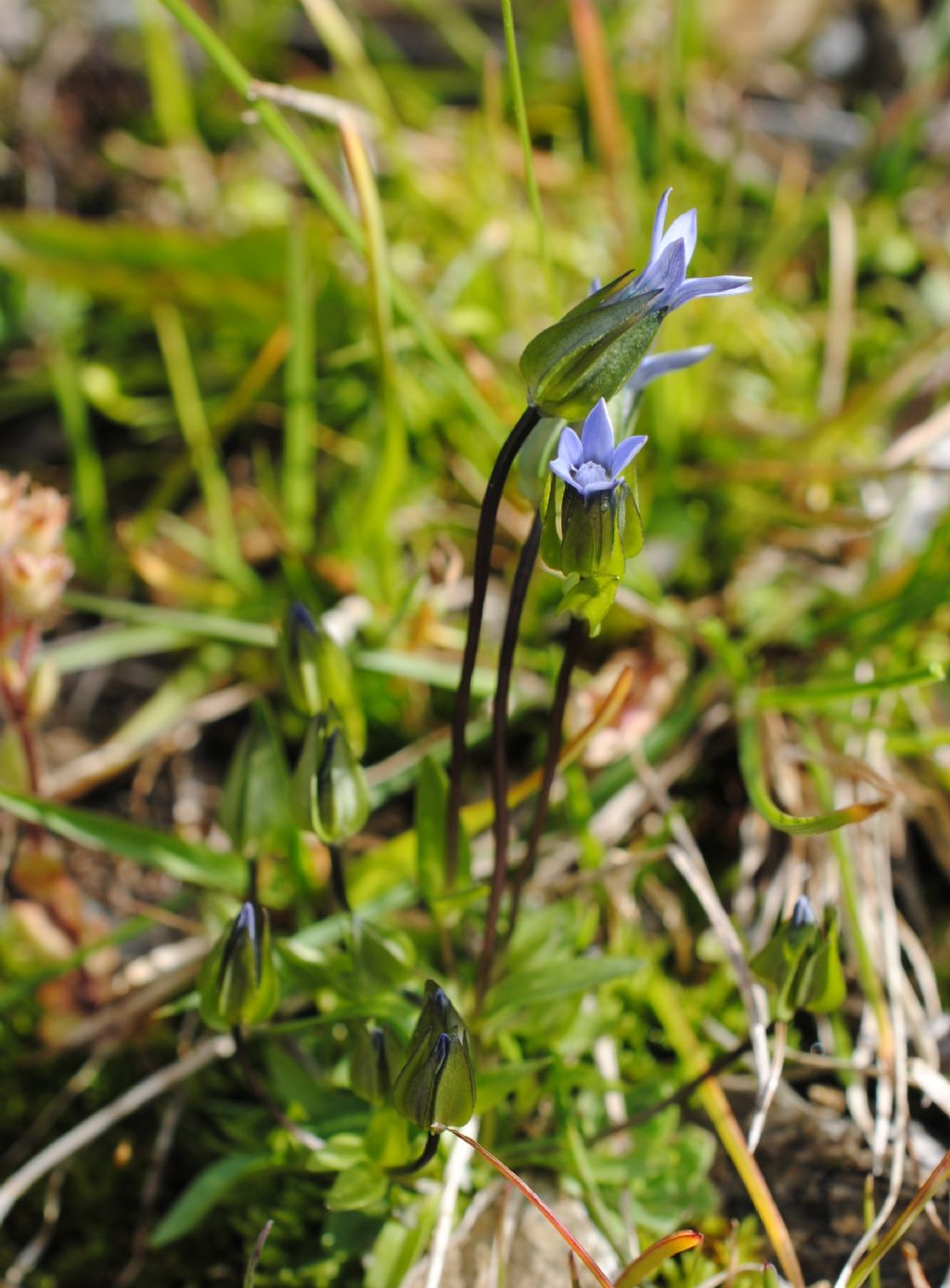 Piccssima Gentiana