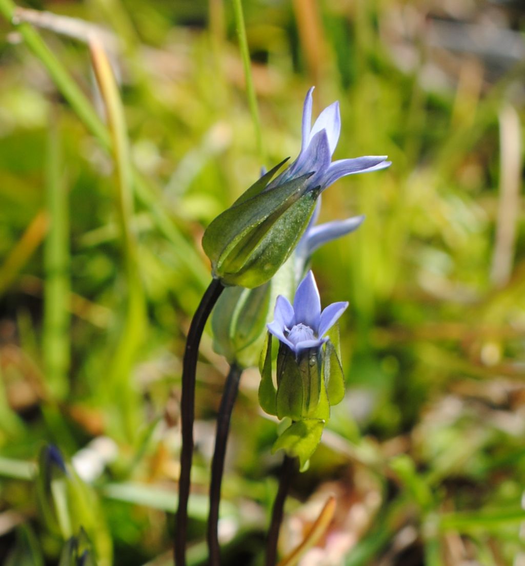Piccssima Gentiana