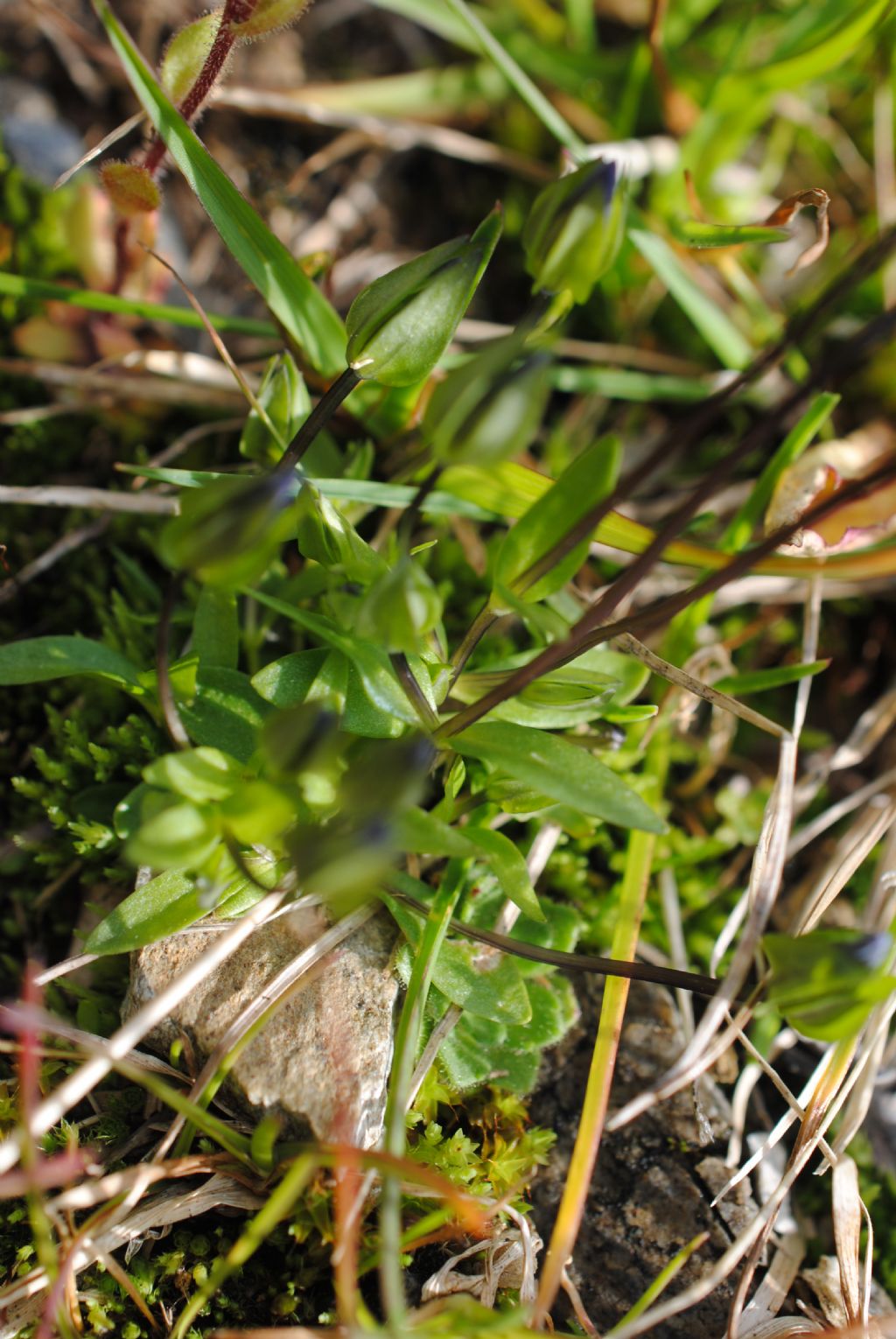 Piccssima Gentiana