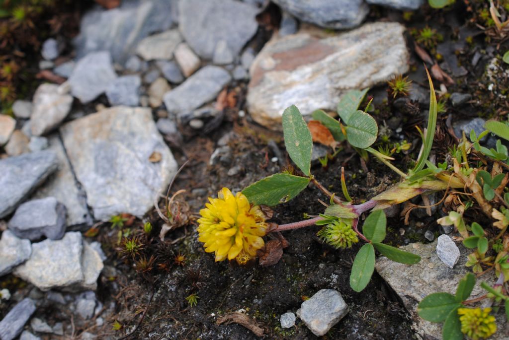 Trifolium badium? si