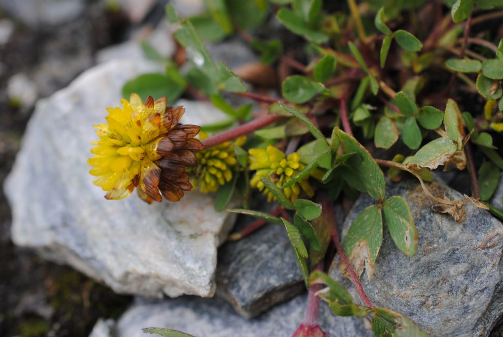 Trifolium badium? si