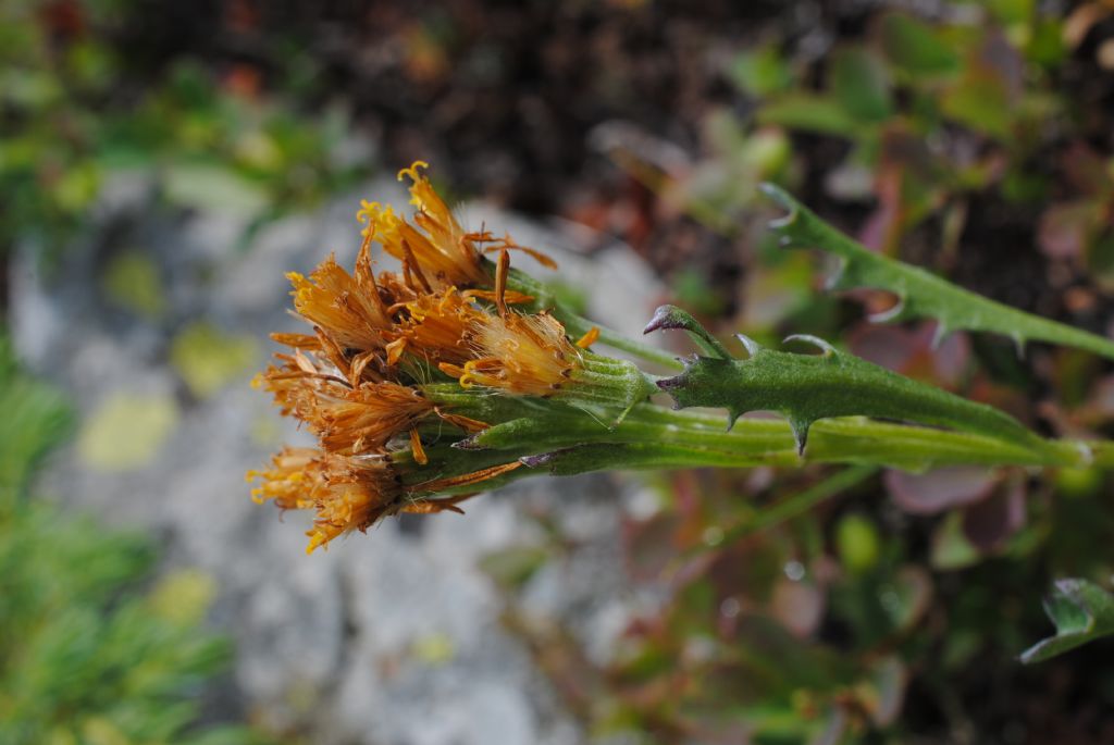 Jacobaea carniolica