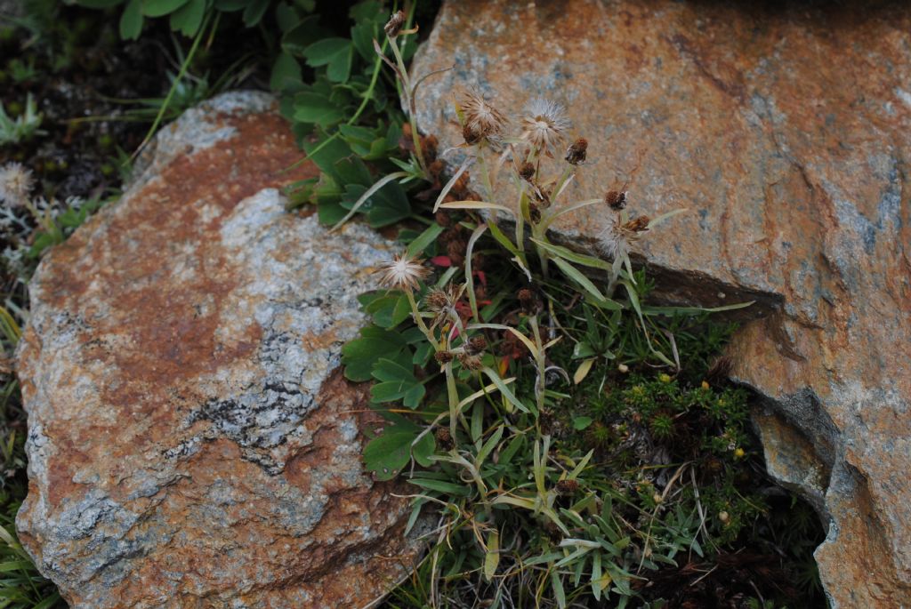 Omalotheca supina / Canapicchia glaciale