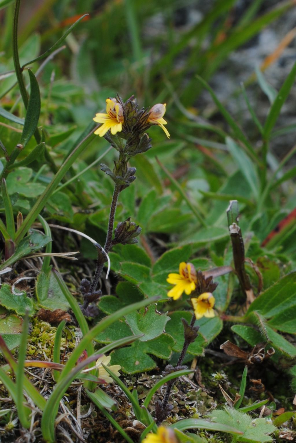 Piccolissima Euphrasia