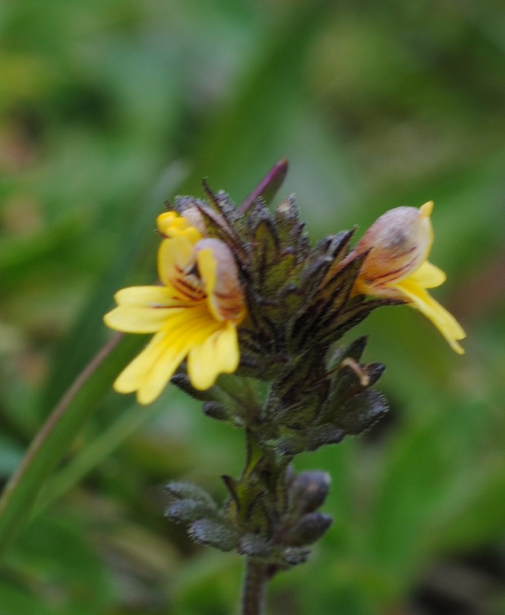 Piccolissima Euphrasia